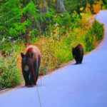 熊出没が増える今 AIが危険を先に察知する動物検知カメラの可能性