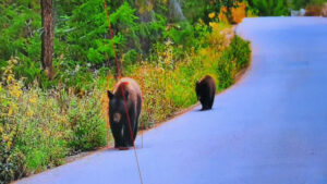 熊出没が増える今 AIが危険を先に察知する動物検知カメラの可能性