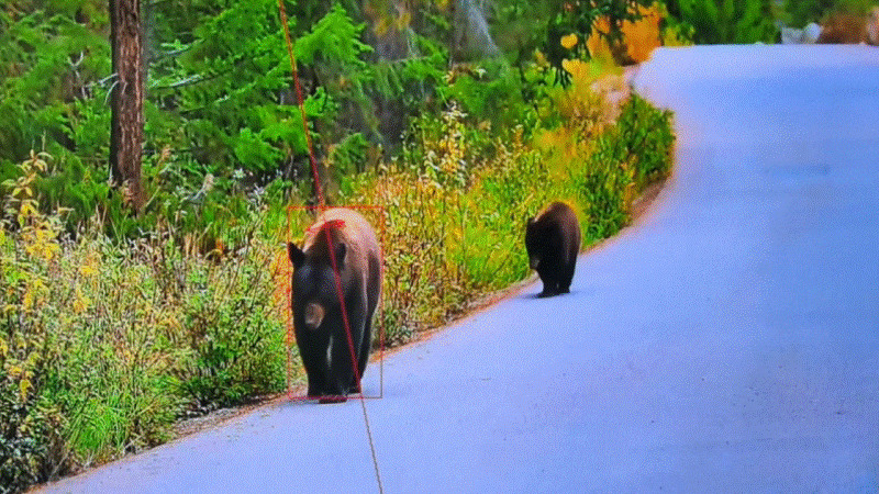 熊出没が増える今 AIが危険を先に察知する動物検知カメラの可能性