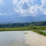 雑草対策はロボットに任せる時代へ ミズニゴール2026年モデルが描く農業の未来