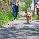 気温32℃でも路面は60℃超に｜犬目線の暑さを予測するお天気アプリ「Pavvy°」