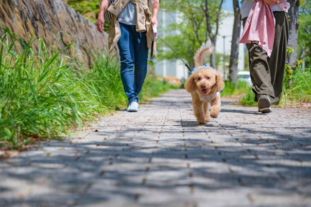 気温32℃でも路面は60℃超に|犬目線の暑さを予測するお天気アプリ「Pavvy°」